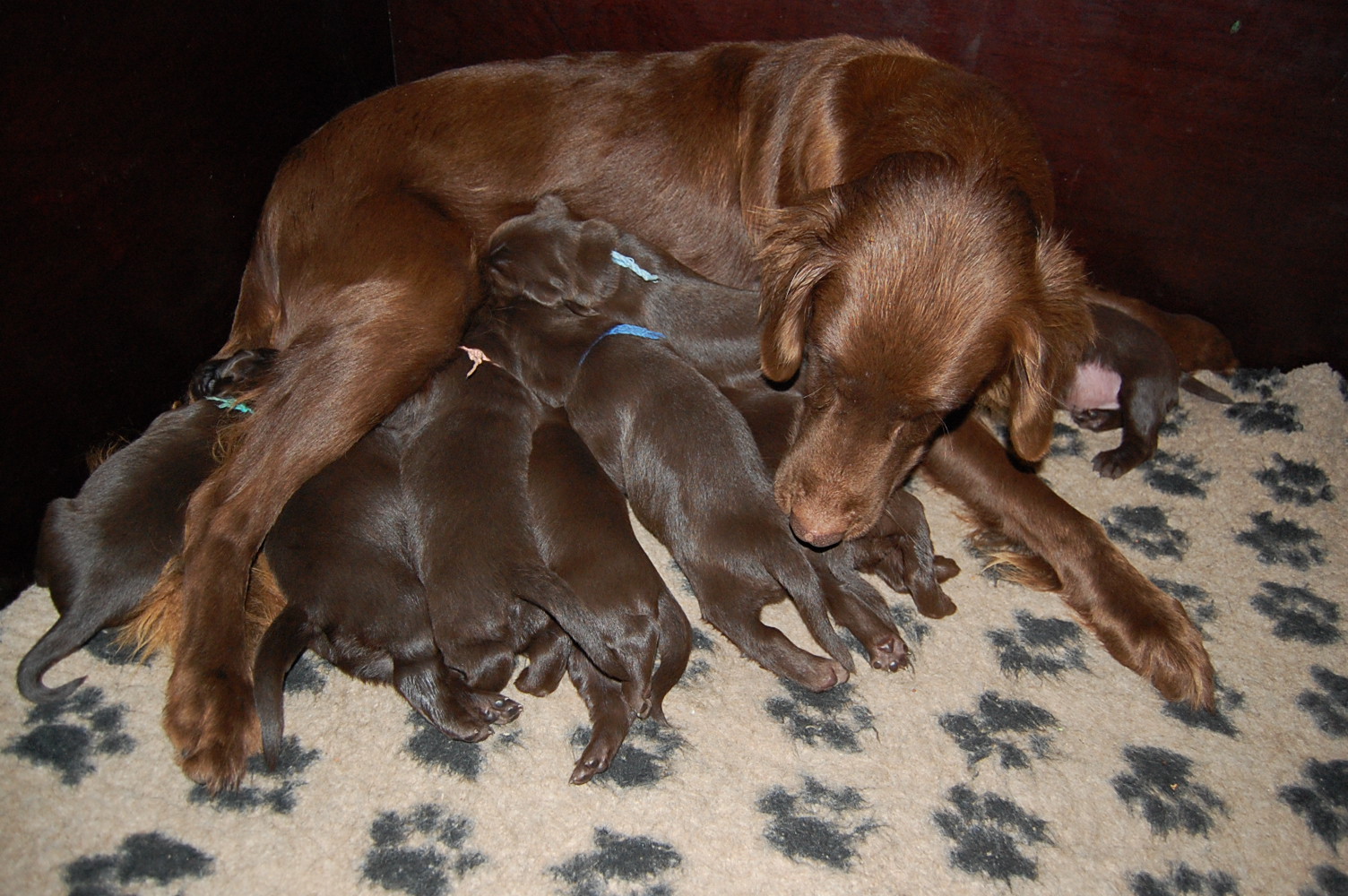 Funny in der Wurfkiste