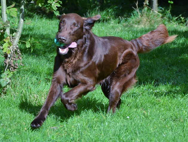 Dancer Oktober 2012 Apport 7