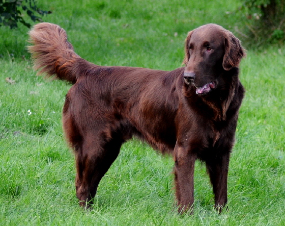 Dancer Oktober 2012 Standbild Apport