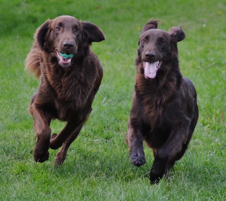 Dancer Funny Apport 5